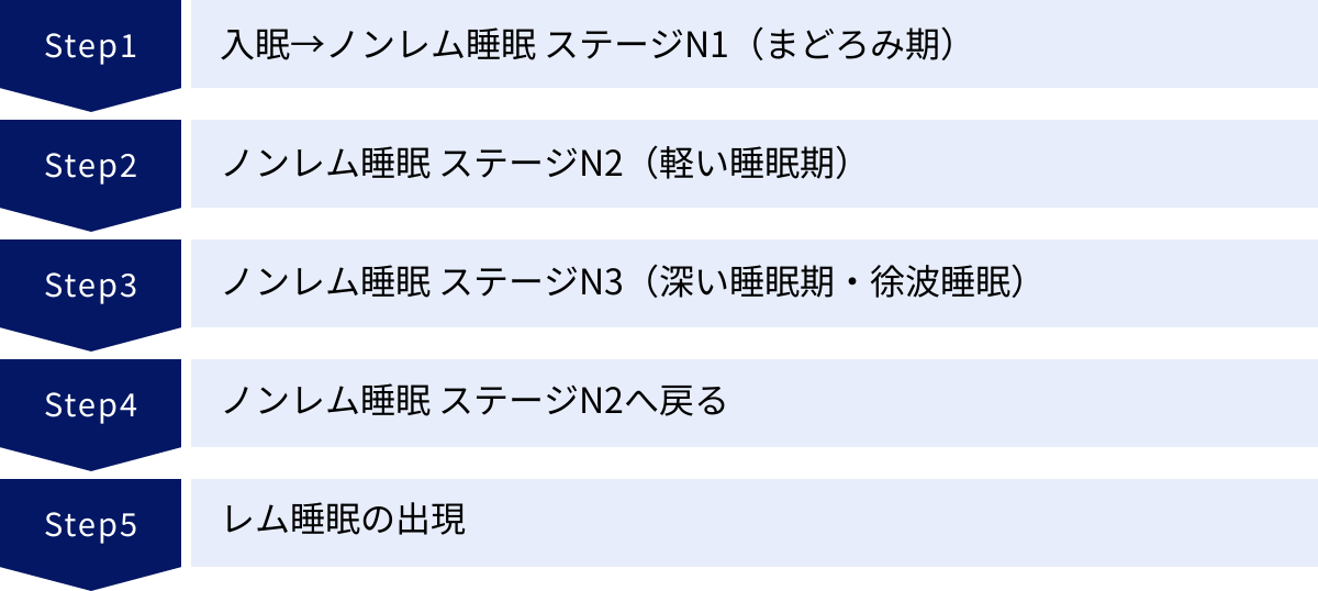 入眠→ノンレム睡眠 ステージN1（まどろみ期）、ノンレム睡眠 ステージN2（軽い睡眠期）、ノンレム睡眠 ステージN3（深い睡眠期・徐波睡眠）、ノンレム睡眠 ステージN2へ戻る、レム睡眠の出現