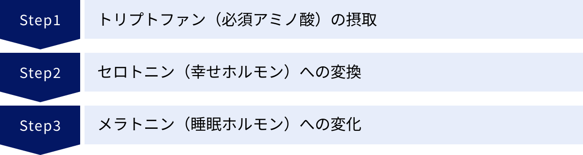 トリプトファン（必須アミノ酸）の摂取、セロトニン（幸せホルモン）への変換、メラトニン（睡眠ホルモン）への変化